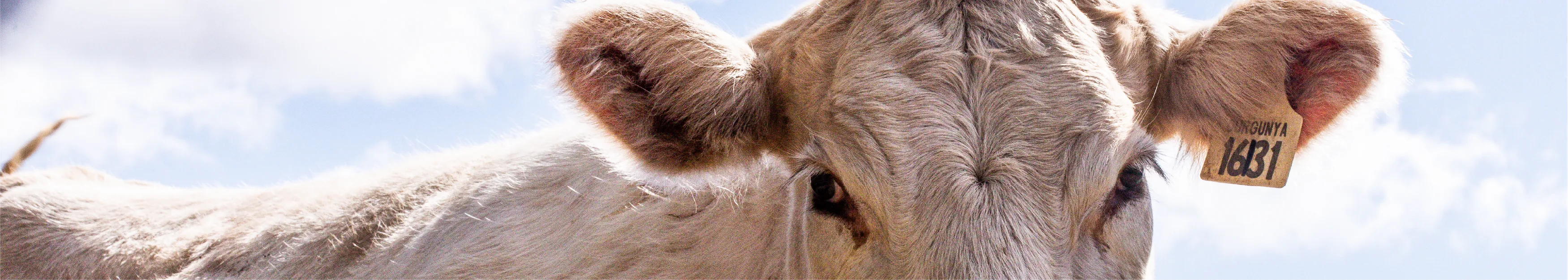 Closeup shot of a white cow in a farmland Closeup shot of a white cow in a farmland