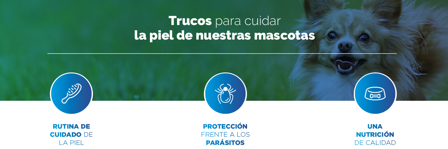 trucos-piel-sana-perros-gatos.jpg