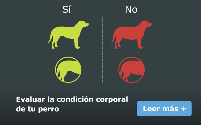 condicion-corporal-perro.jpg