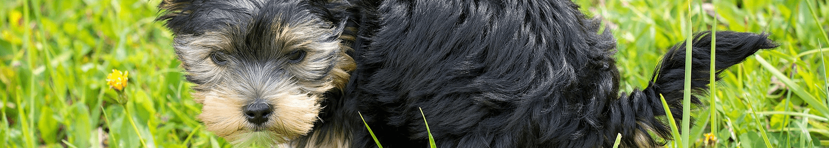 por que mi perro no hace tanto popo