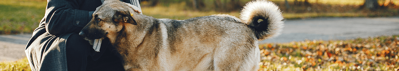 qué edad deben tener los perros para que los arreglen
