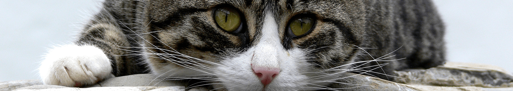 los gatos y los perros tienen huellas únicas