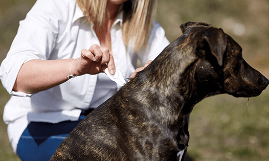 puedes tratar los anquilostomas en perros en casa