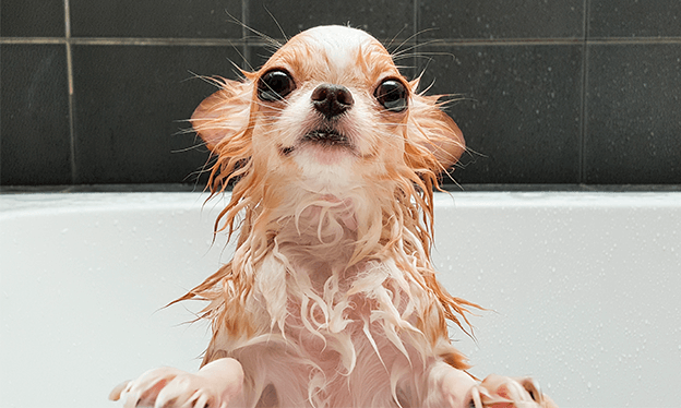 Cómo debo bañar a mi mascota?