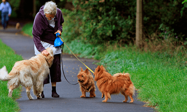 qué edad deben tener los perros para que los arreglen