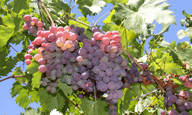 Alimentos_dañinos_para_perros_y_gatos_uvas.png