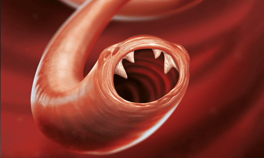 Ancilostomas (1).png