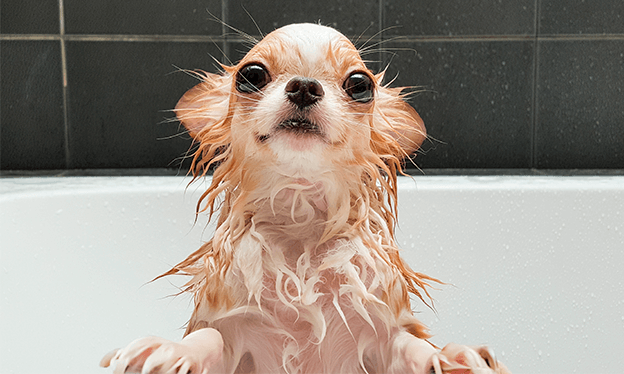 Cómo_debo_bañar_a_mi_mascota_Shampoo