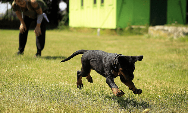 Cómo_mantener_a_mi_mascota_en_un_peso_saludable3