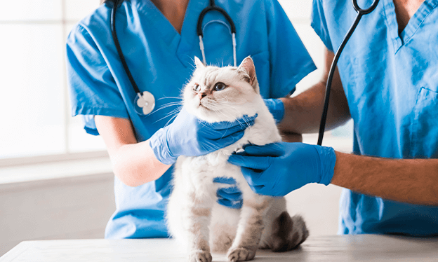 Cómo_mantener_a_mi_mascota_en_un_peso_saludable1