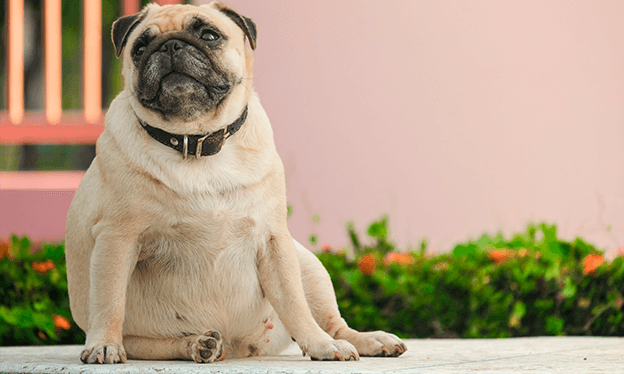 Cómo_mantener_a_mi_mascota_en_un_peso_saludable8