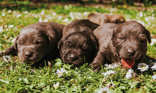Lombrices-intestinales-en-perros-y-gatos-animales-jovenes.png