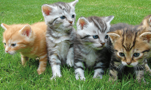 Lombrices-intestinales-en-perros-y-gatos-cachorros.png