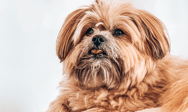 Problemas_articulares_1 (1).png