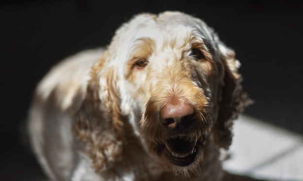 Problemas_articulares_2 (1).png