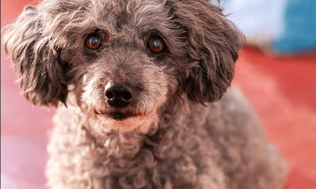 Problemas_articulares_3 (1).png