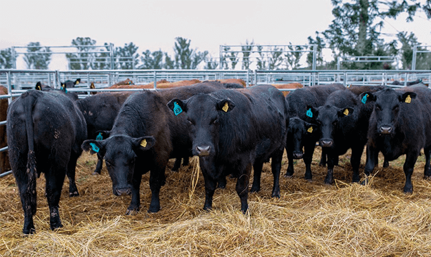 diagnostico oportuno.png