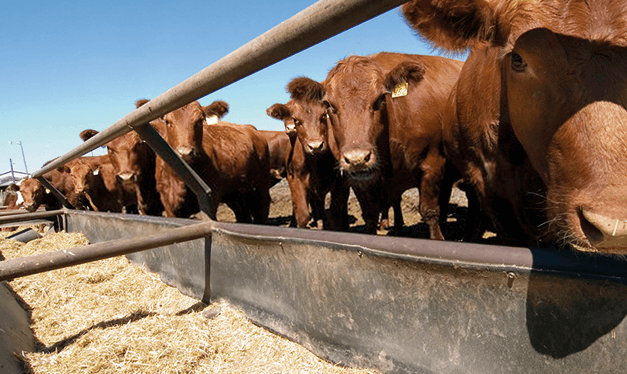 que es el diagnostico oportuno.png