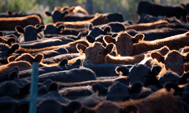 que es el tratamiento eficaz.png