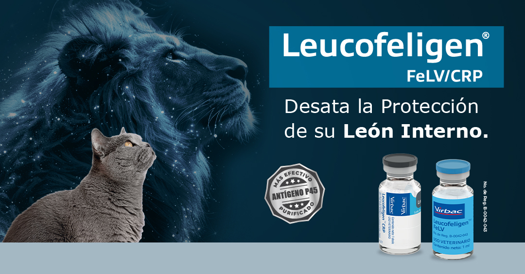 Leucofeligen_Google_Ads Leucofeligen_Google_Ads