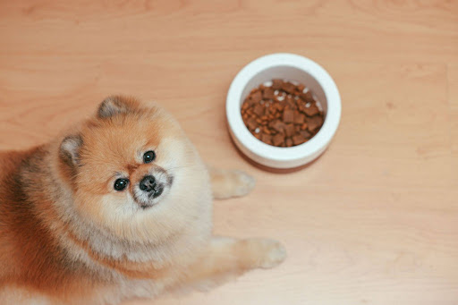 Guía para elegir las mejores marcas de alimentos para perros