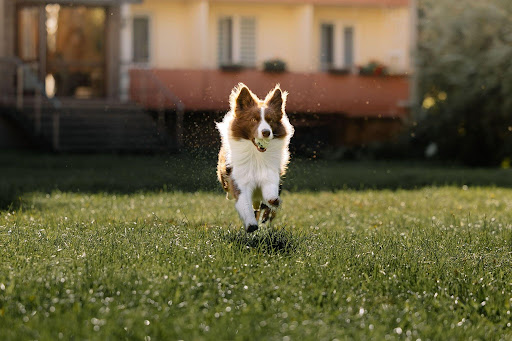 Suplemento para cuidar el dolor articular en perros